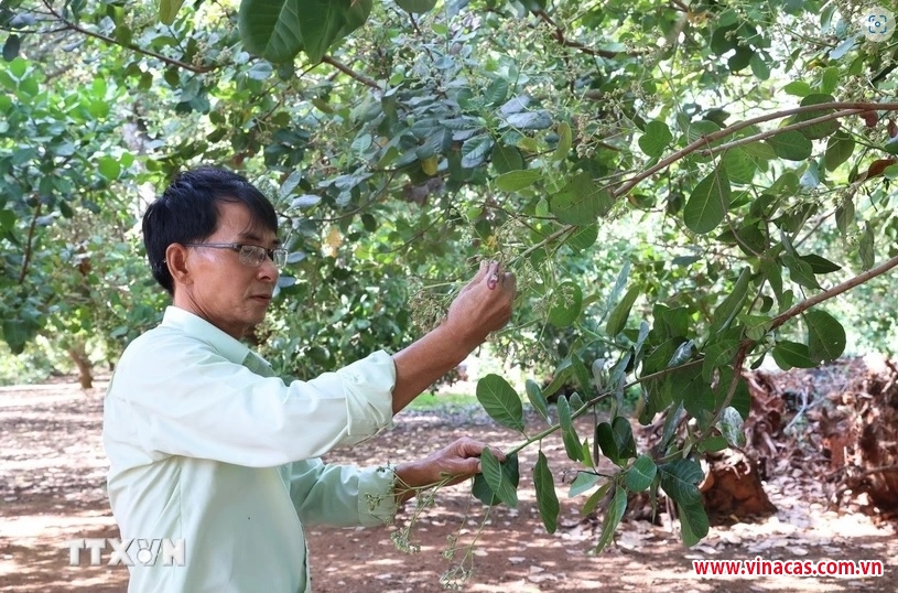 ba ria vung tau gia dieu cao nhung nong dan kem vui vi nang suat giam manh
