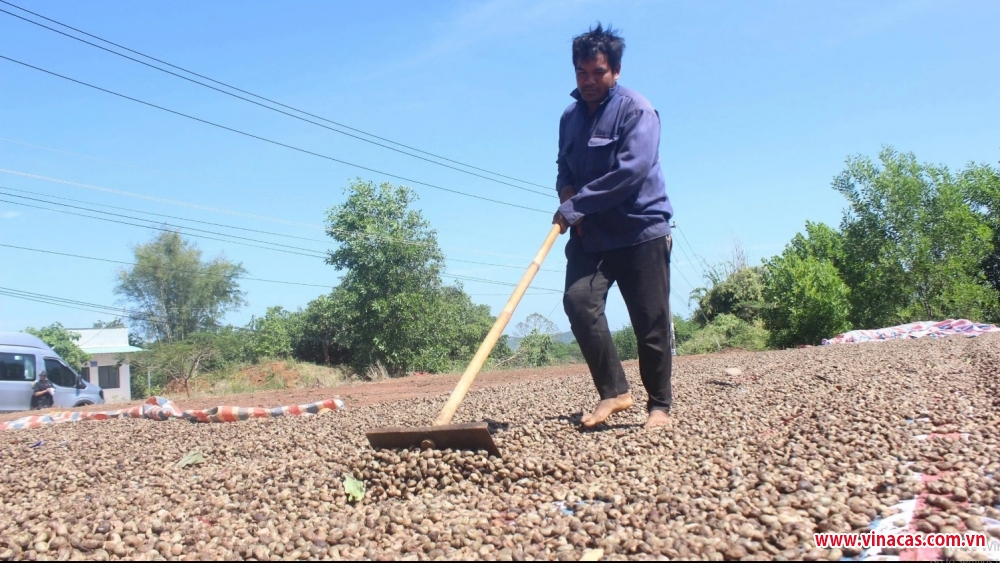dieu mat mua vi thoi tiet nong dan hoi ha tim giong moi cuu van