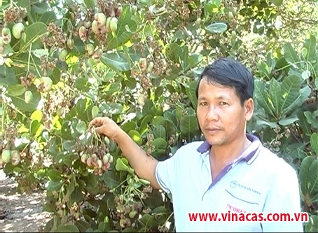 vuon dieu nang suat