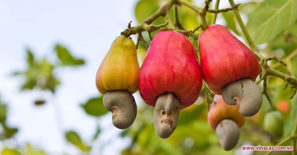 vinacas tiep tuc trien khai du an cai tao vuon dieu voi tong kinh phi 2 ty dong tu nam 2015