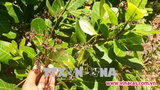 xuat hien mua trai mua dau xuan nong dan trong dieu phap phong mua vu