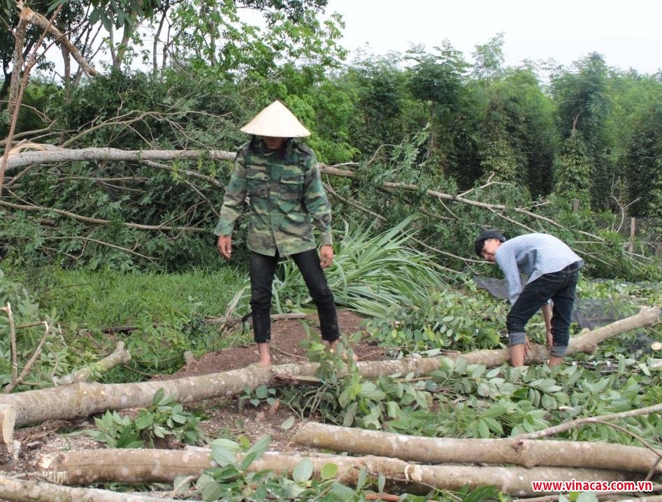 binh phuoc  hang chuc nghin tru tieu dieu cao su gay do do loc xoay