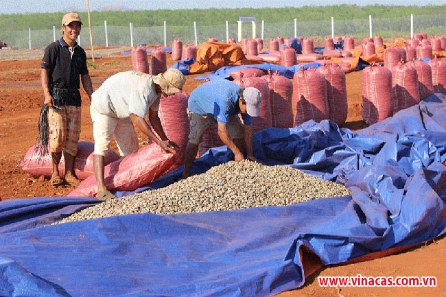 xuat khau dieu vao eu huong toi 1 ty usd