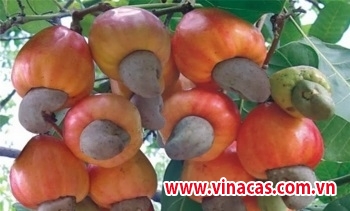 nen hay chua nen cong nhan 2 giong dieu ab29 va ab05 08