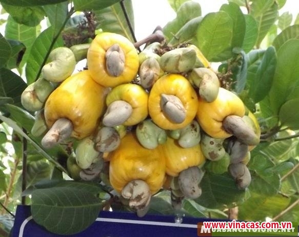 gia tang cao cay dieu o tay nguyen duoc phuc hoi mo rong dien tich
