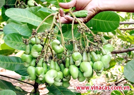 lam dong  tai canh hon 2 200 ha dieu
