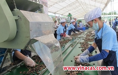 ba van de cot loi trong phat trien nganh dieu