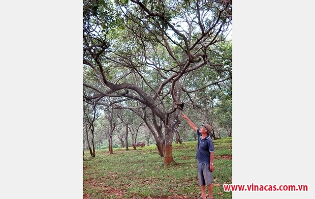 sai pham trong ho tro nguoi trong dieu o binh phuoc