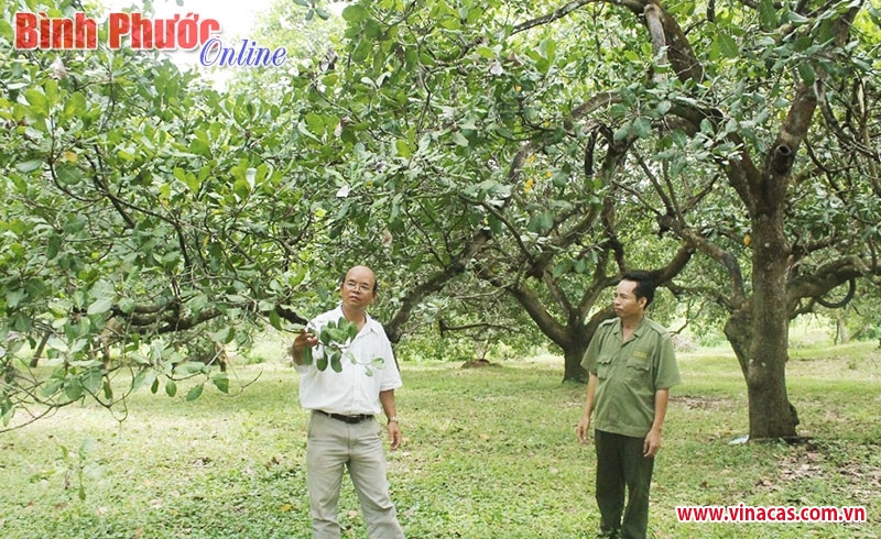 binh phuoc san xuat dieu sach ben vung niem hy vong moi cua nguoi nong dan