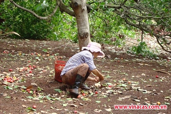 ky vong vu dieu boi thu