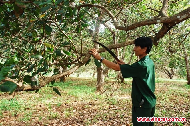 thu tien ty nho trong dieu