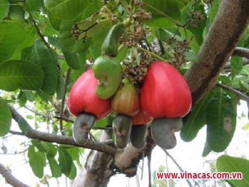 khanh hoa suc song moi o xa ngheo song cau