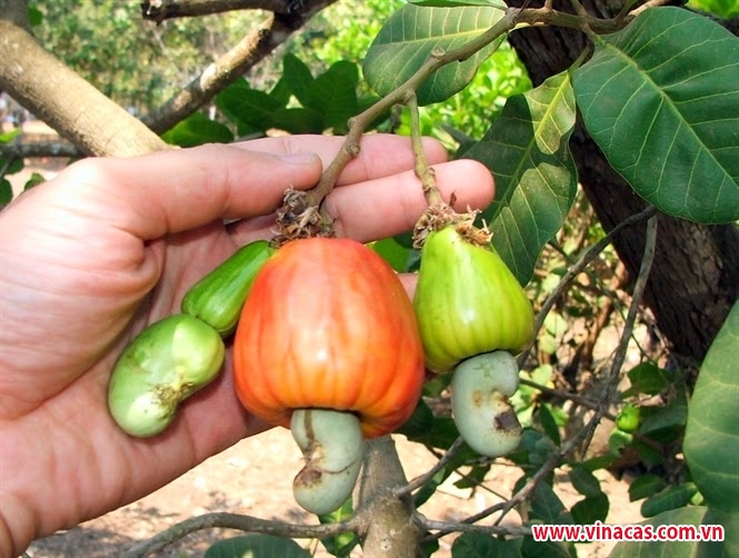 dien tich va san luong dieu o tay nguyen giam nhung khong dang ngai