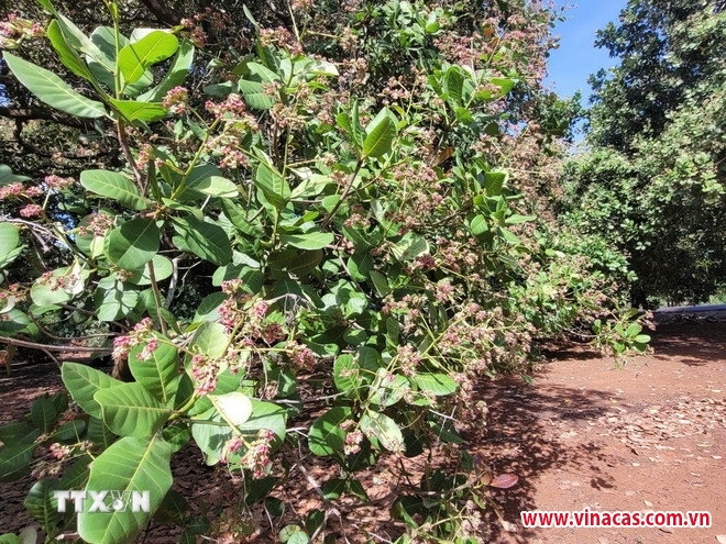 ba ria vung tau gia dieu cao nhung nong dan kem vui vi nang suat giam manh
