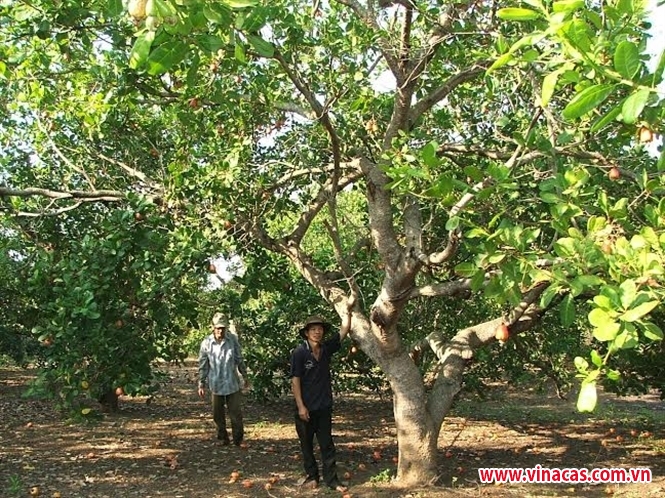 ban hanh quy trinh ghep cai tao vuon dieu  quy trinh tam thoi